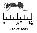 Field Ant with Ruler