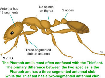 pharaoh ant