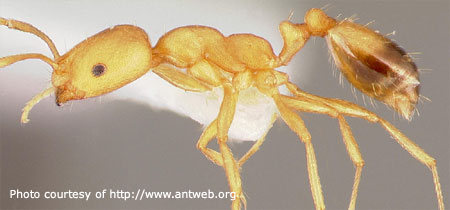 Pharoah Ant - Photo courtesy of Antweb.org