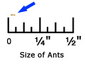Pharoah Ant Size