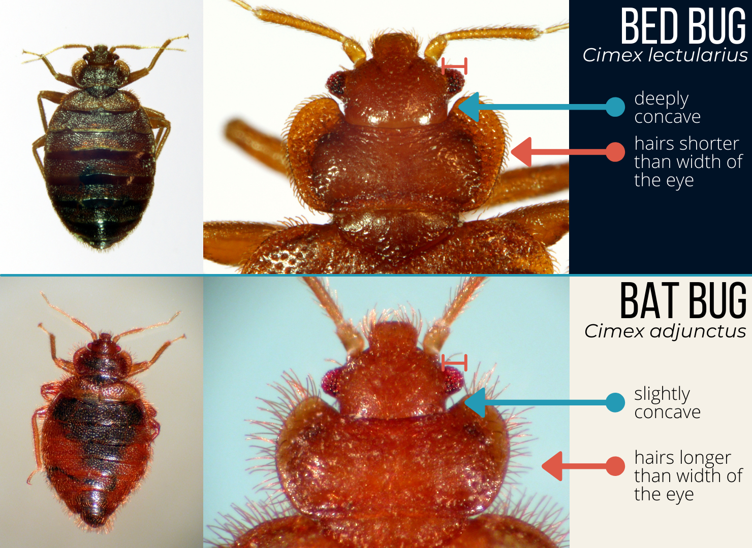 bed bug vs. bat bug
