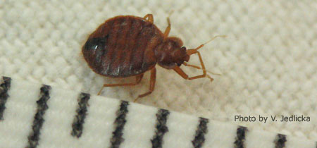 Bed Bug near a Ruler for Scale