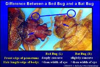 Bed bugs vs bat bugs