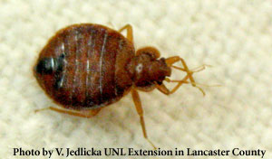Bed Bug on Fabric