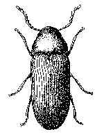 Anobiid Powderpost Beetle