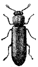Lyctid Powderpost Beetle