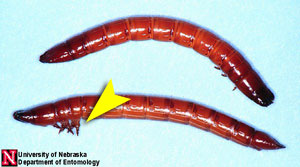 Wireworm