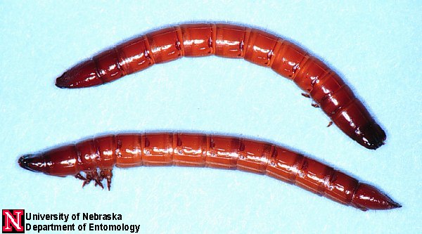 flat black worm