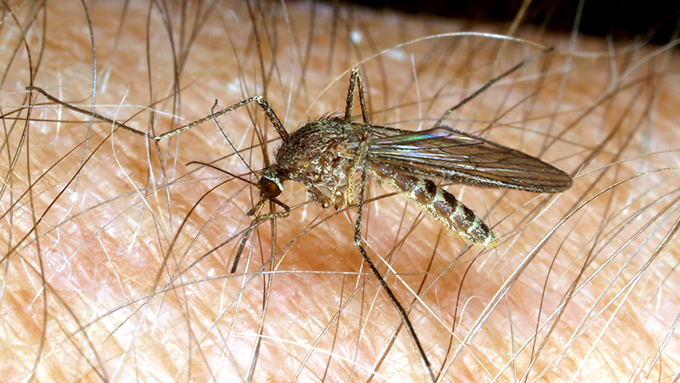 Mosquitoes and Repellents | Nebraska Extension in Lancaster County