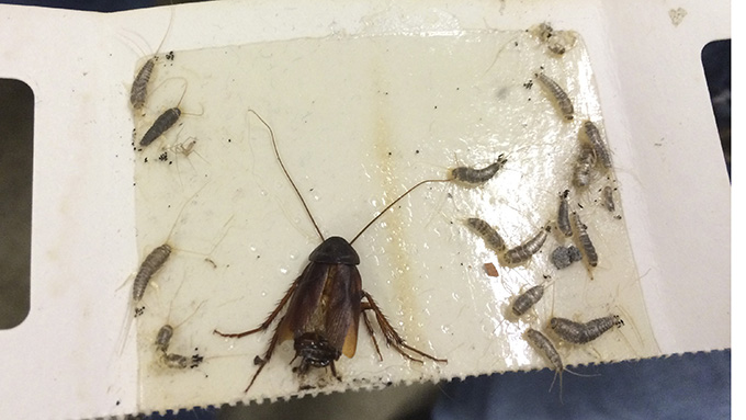 Cockroach and silverfish caught in glueboard trap