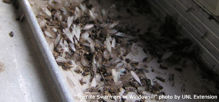 termites on window sill