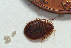 Adult bed bug with eggs