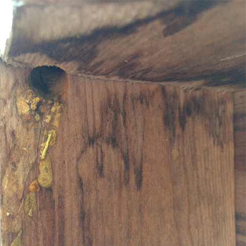 Carpenter bee nest entrance (Photo: J. Green)