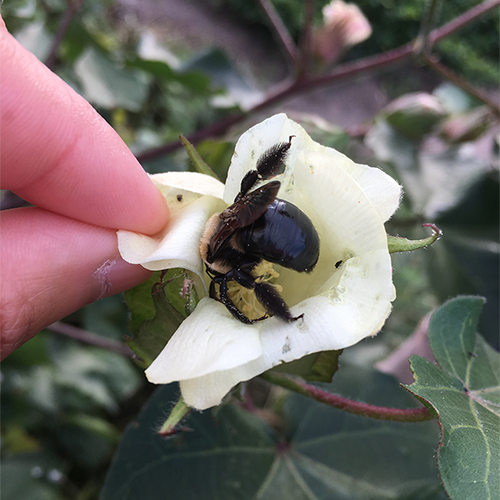 Carpenter bee (Photo: J. Green)