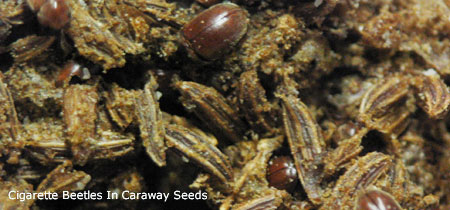 Cigarette Beetles Infesting Caraway Seeds