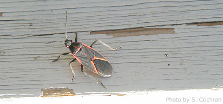 Boxelder Bug