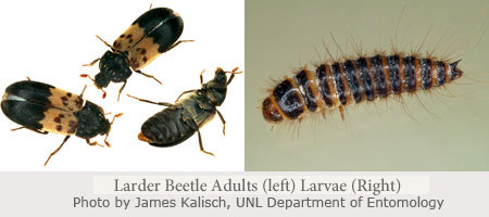 Dermestid Beetle Identification & Management | Nebraska Extension in ...