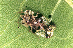 Hackberry Gall Lacebug photo by James Kalisch