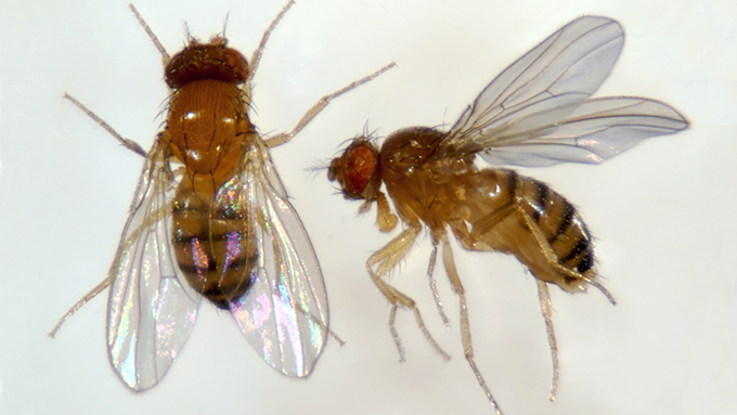 Fruit Fly Adults - photo by J. Kalisch