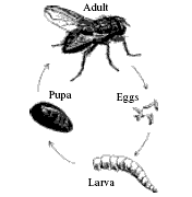 Life Cycle Of House Fly Diagram