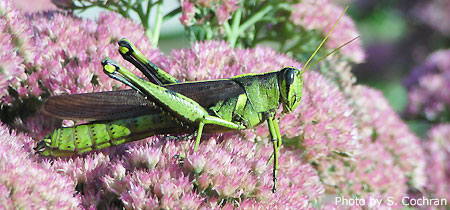 Grasshopper on Sedum