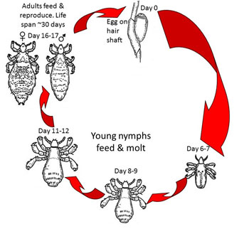 Life Cycle of Head Lice