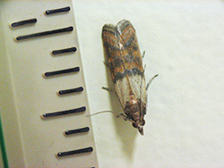 Indian Meal Moth Adult by a Ruler. Photo by Vicki Jedlicka, Extension Assistant