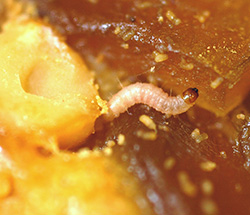 Indian Meal Moth Larvae Photo by James Kalisch, UNL Entomology