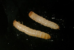 Red Flour Beetle Larvae. Photo by Jody Green, Extension Educator