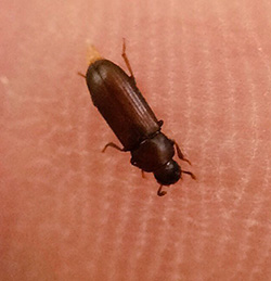 Red Flour Beetle Adult. Photo by Jody Green, Extension Educator