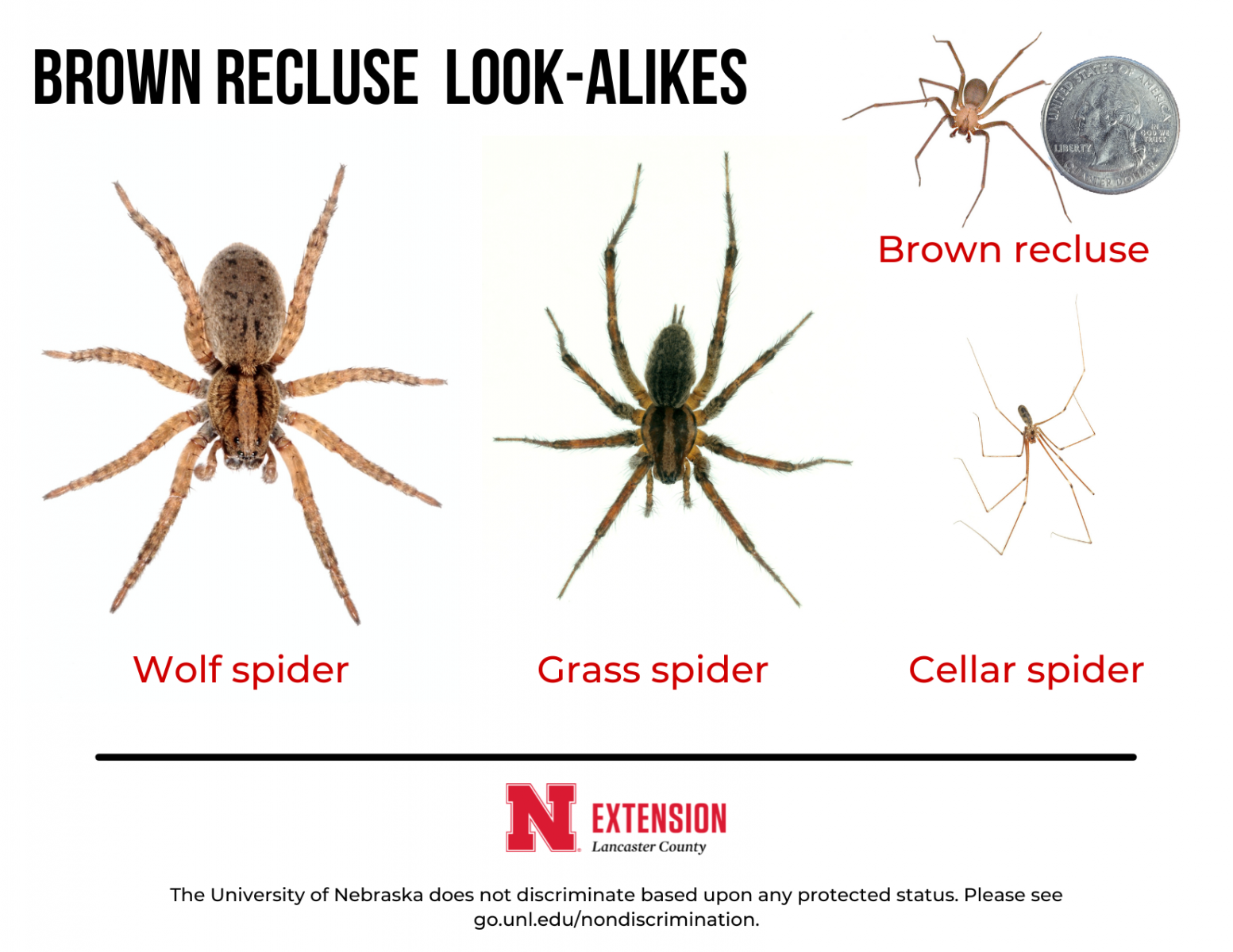 Brown Recluse Spiders | Nebraska Extension in Lancaster County