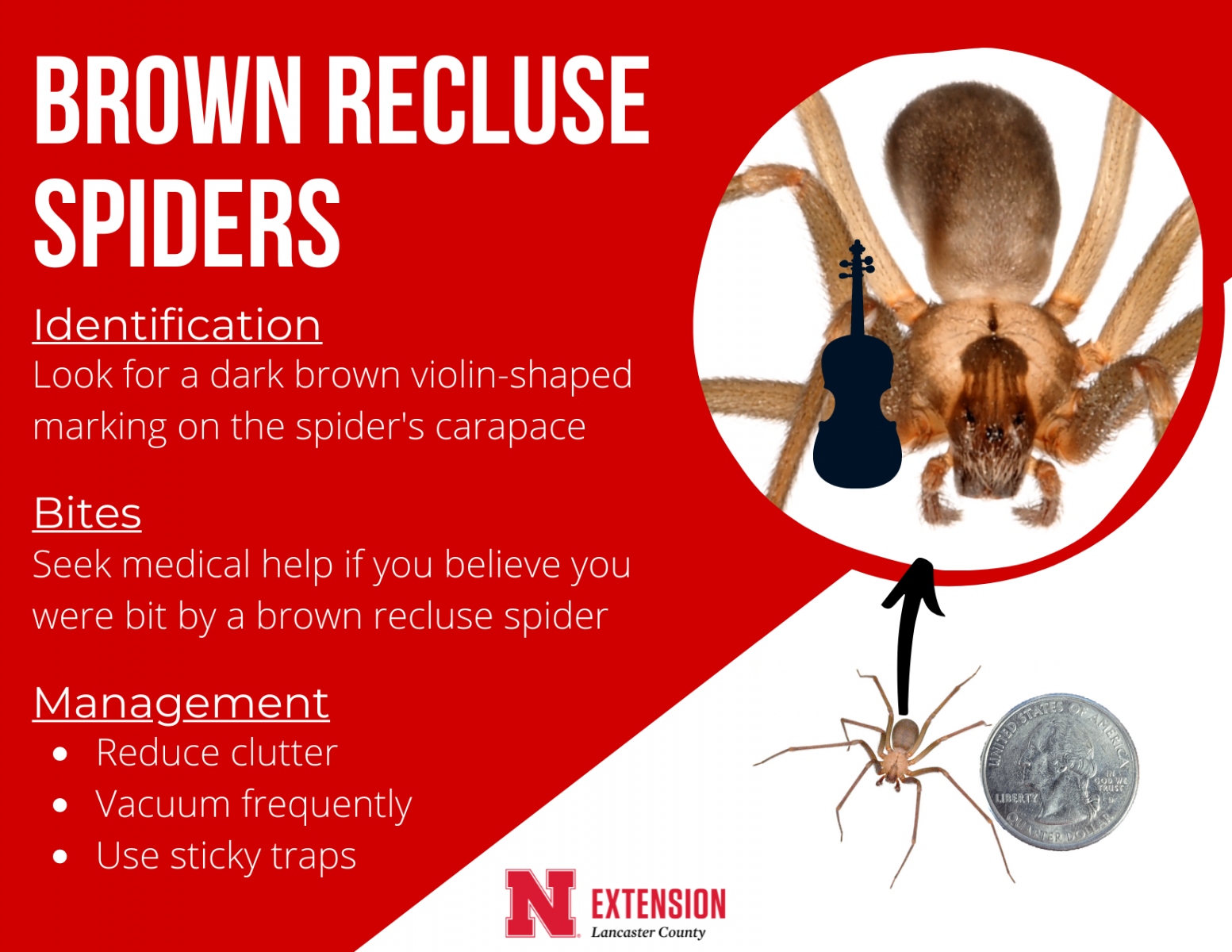 Brown Recluse spider