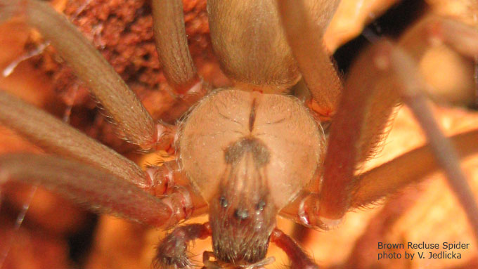 Brown Recluse Spider Close Up - Photo by Vicki Jedlicka