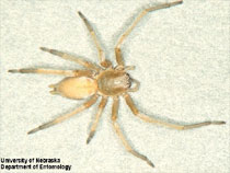 Yellow Sac Spider