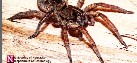 The wolf spider: Facts & bites