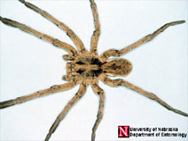 Wolf Spider Photo by UNL Department of Entomology