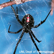 Black Widow Spider - UNL Department of Entomology