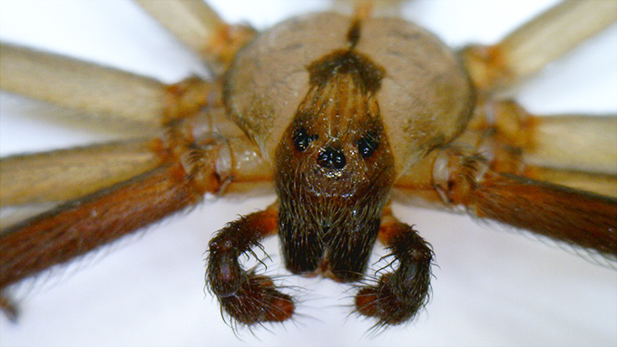 Brown Recluse Spiders Nebraska Extension In Lancaster County