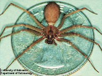 Brown Recluse Spider on a Quarter - UNL Department of Entomology