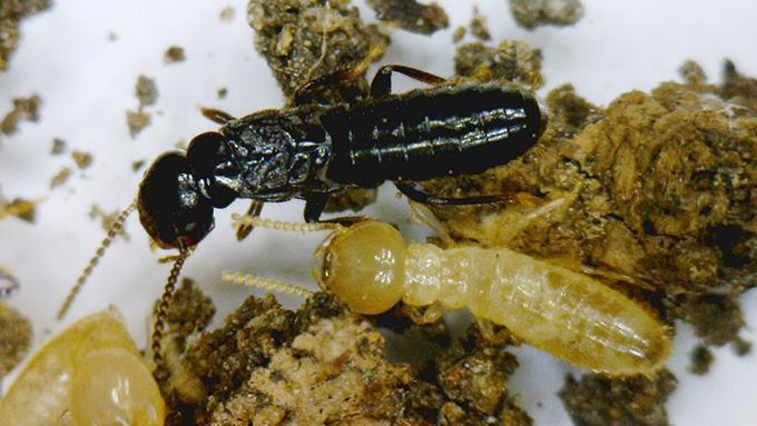 Termite Infestations Nebraska Extension In Lancaster County