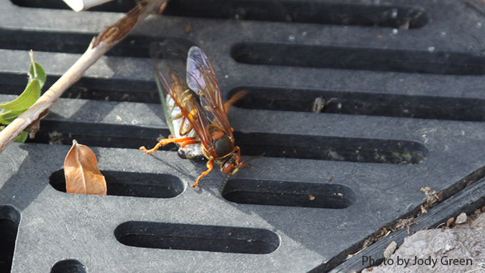 cicada hunter wasp