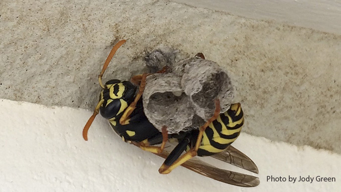 yellow hornet nest