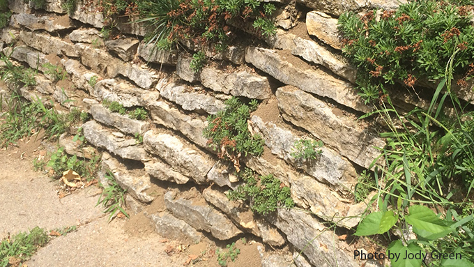Retaining Wall habitat for Cicada Killer Wasp
