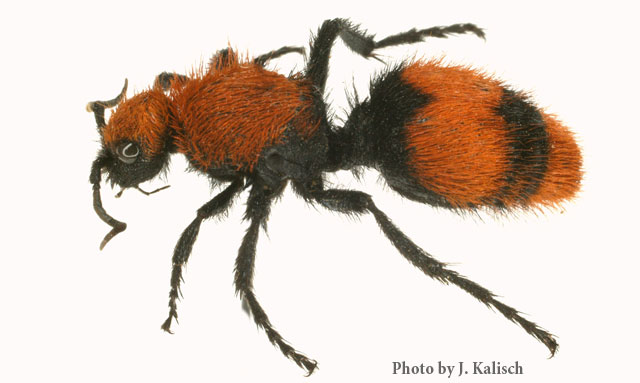 Velvet Ant (Cow Killer Ant) | Nebraska Extension in Lancaster County