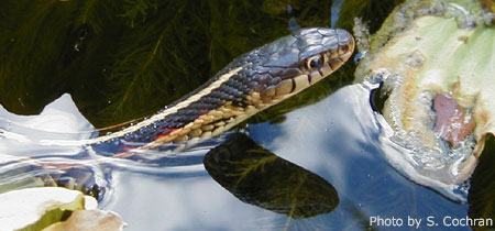 Garter Snake in Backyard Pond