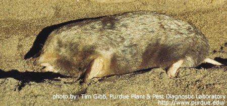 Eastern Mole Photo by T. Gibb, Purdue University