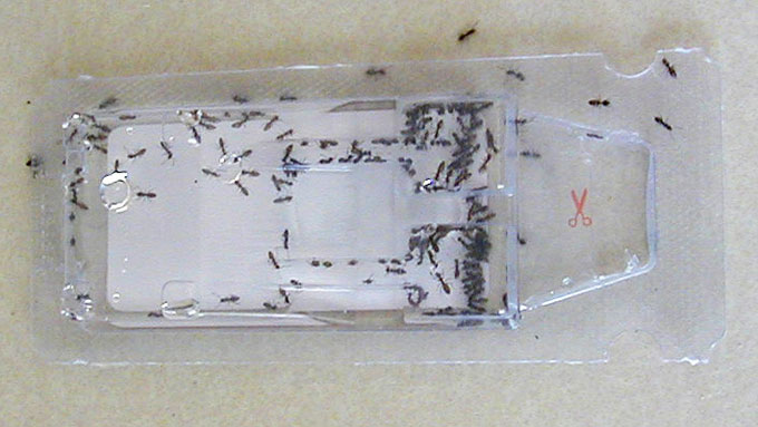 Odorous House Ants feeding on Sweet Bait photo by Vicki Jedlicka