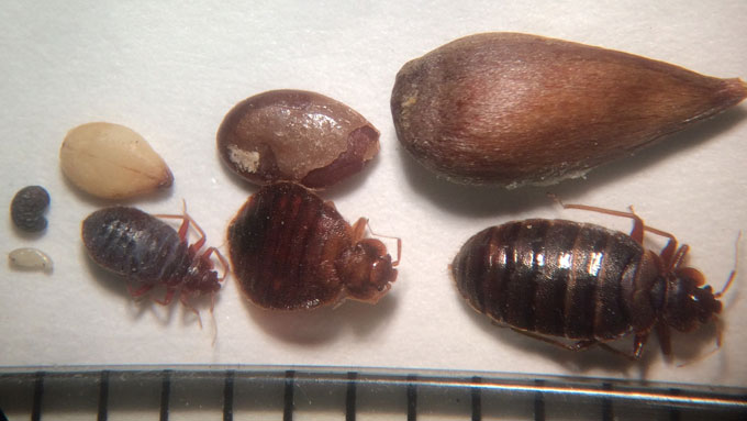 Bed Bug Comparison by life stages - Jody Green