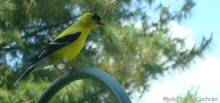 Male Goldfinch in Summer Colors