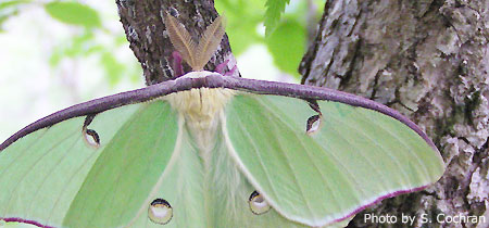 Luna Moth on Tree